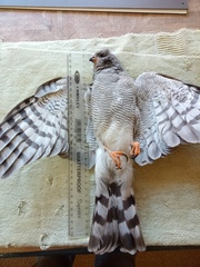 Accipiter ovampensis