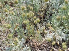 Eremopyrum orientale