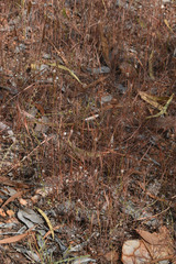 Schizachyrium fragile