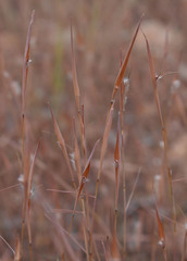 Schizachyrium fragile