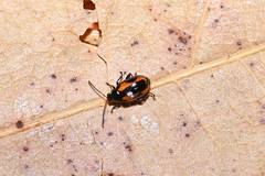 Phyllotreta tetrastigma