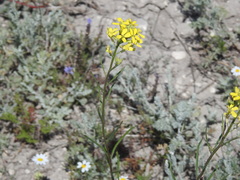 Erysimum hieraciifolium