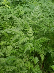 Anthriscus sylvestris