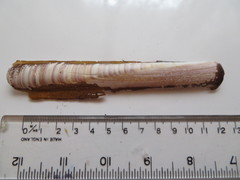 Ensis siliqua