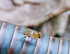 Metopininae