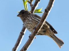 Haemorhous mexicanus