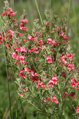 Indigofera hilaris