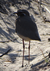 Rhinoptilus chalcopterus