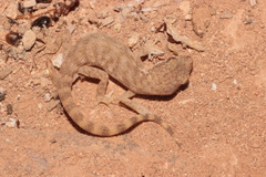 Tropiocolotes algericus