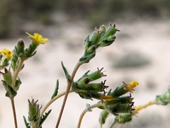 Mentzelia montana