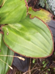 Celmisia cordatifolia