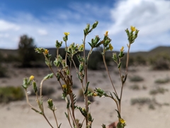 Mentzelia montana