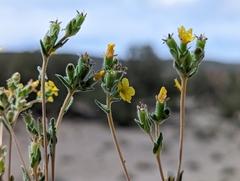 Mentzelia montana
