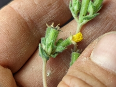 Mentzelia montana