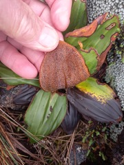 Celmisia cordatifolia