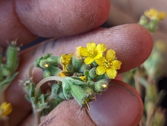 Mentzelia montana