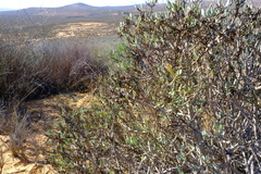 Othonna coronopifolia