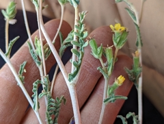 Mentzelia montana