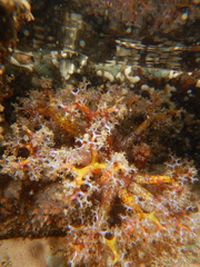 Holothuria cinerascens