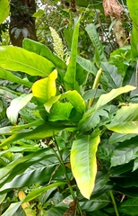 Alpinia galanga