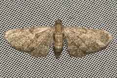Eupithecia haworthiata
