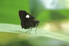 Notocrypta paralysos volux