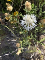 Centaurea barrasii