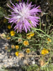 Centaurea barrasii