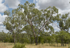 Corymbia terminalis