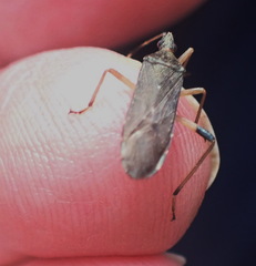 Dicranocephalus caffer