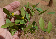Diospyros humilis