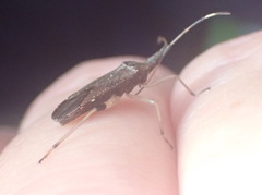 Dicranocephalus caffer