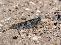 Sphingonotus pachecoi