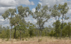 Eucalyptus microneura