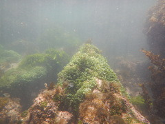 Caulerpa chemnitzia