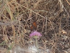 Pyronia bathseba