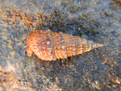 Rhinoclavis sinensis