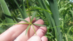 Galium elongatum