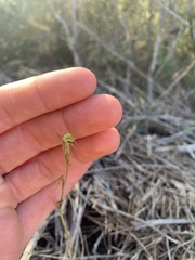 Pterostylis daintreana