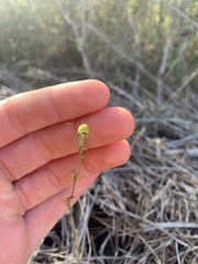 Pterostylis daintreana