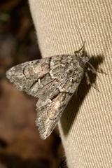Cryphia fraudatricula