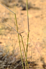 Ehrharta villosa