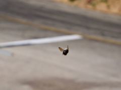 Xylocopa californica californica