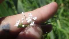 Galium elongatum