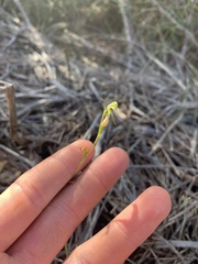 Pterostylis daintreana