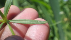 Galium elongatum