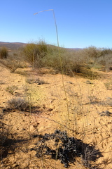 Ehrharta villosa