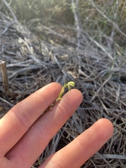 Pterostylis daintreana