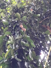 Vateria indica