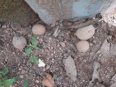 Vateria indica